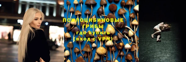 сатива Новокубанск